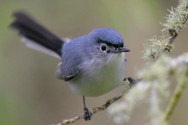 Beak of the Week – Blue-gray Gnatcatcher