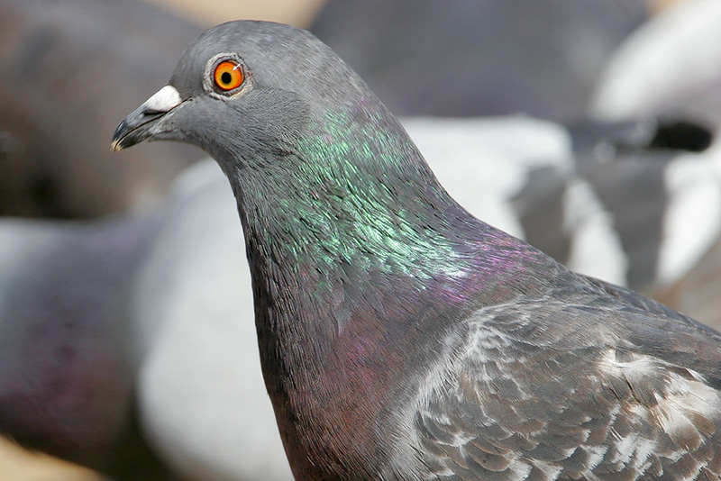 Beak of the Week – Rock Pigeon