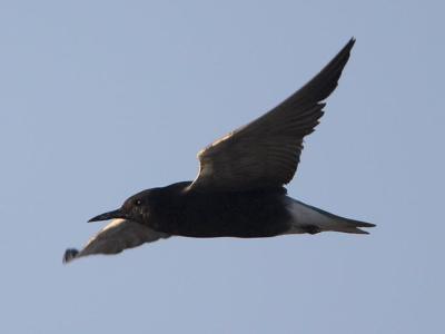 Beak of the Week – Black Tern