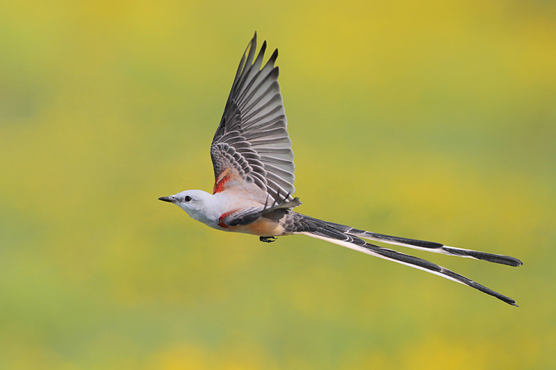 Beak of the Week – Scissor-tailed Flycatcher
