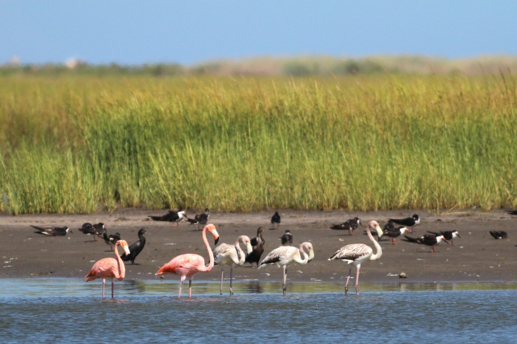 Beak of the Week – American Flamingo