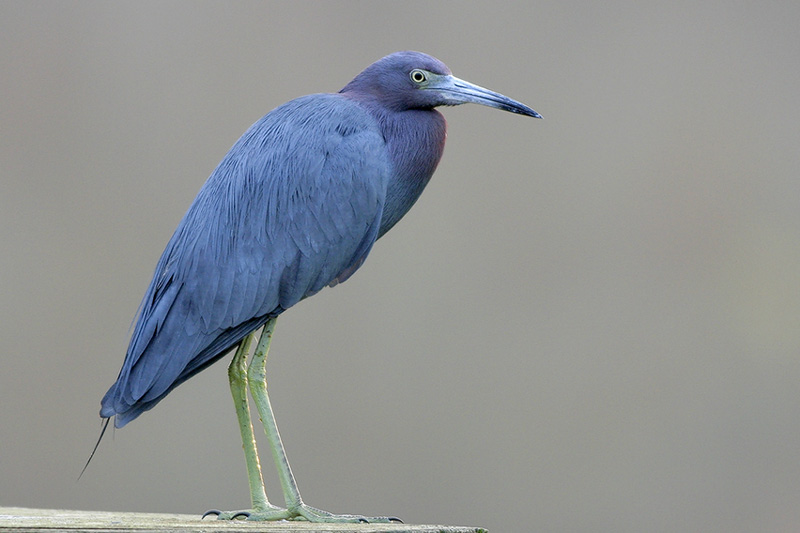 Beak of the Week – Little Blue Heron