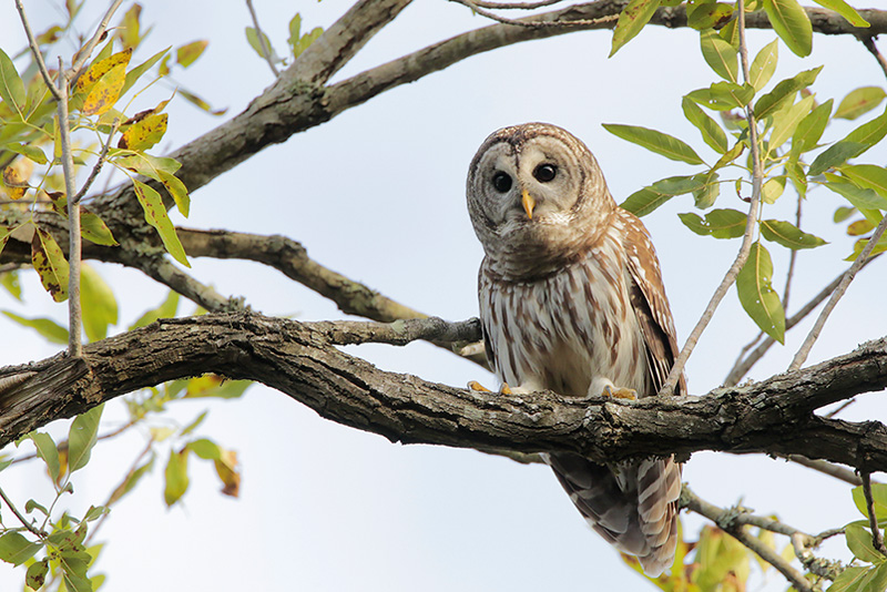 Beak of the Week – Barred Owl