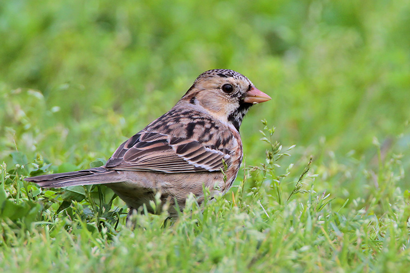 Beak of the Week – Harris’s Sparrow