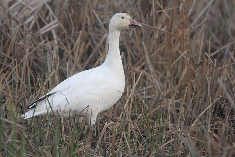Beak of the Week – Snow Goose