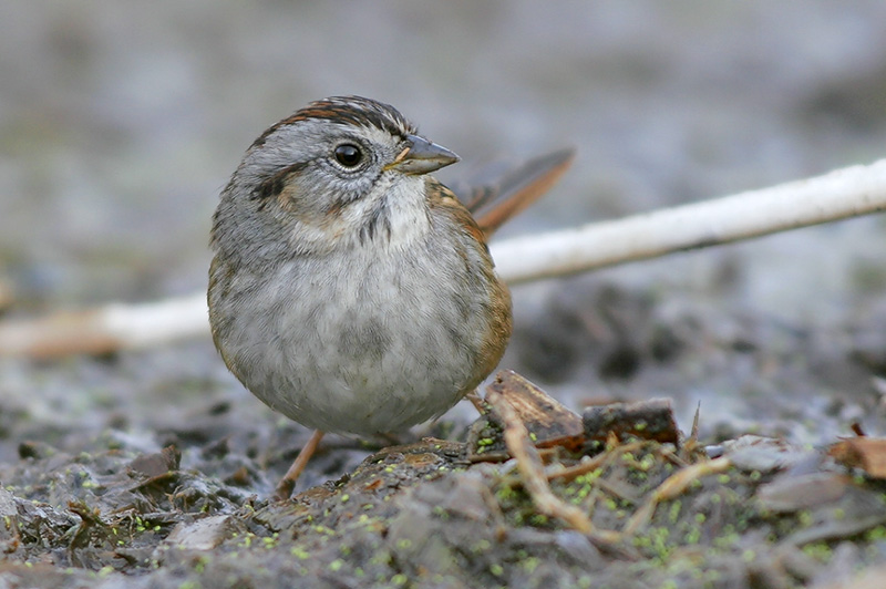 Beak of the Week – Swamp Sparrow