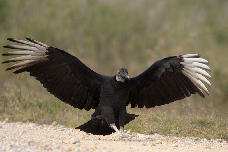 Beak of the Week – Black Vulture