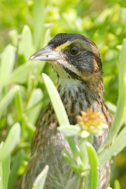 Beak of the Week – Seaside Sparrow