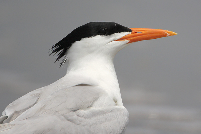 Beak of the Week – Royal Tern