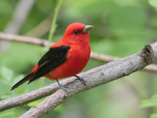 Beak of the Week – Scarlet Tanager