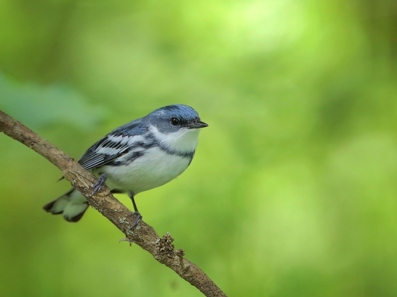 Beak of the Week – Cerulean Warbler
